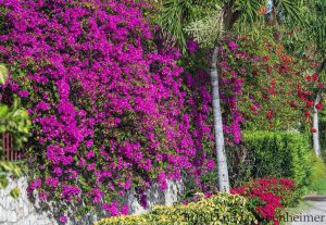 Flora Of Jamaica