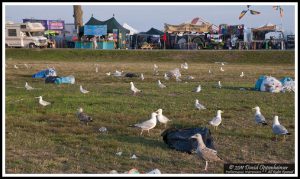 Gulls - Seagulls