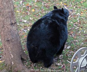 Giant Black Bear