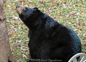 Giant Black Bear