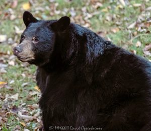 Giant Black Bear