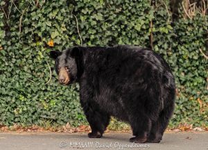 Giant Black Bear