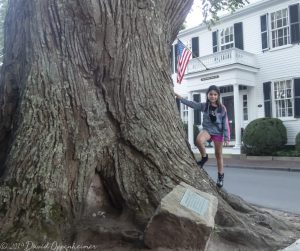 Giant Tree in Edgartown, Martha's Vineyard