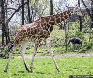 Giraffe at The Bronx Zoo