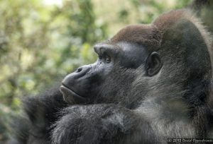 Western Lowland Gorilla at The Bronx Zoo