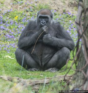 Western Lowland Gorilla at The Bronx Zoo