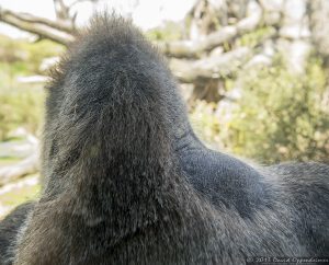 Western Lowland Gorilla at The Bronx Zoo