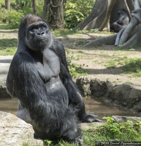 Western Lowland Gorilla at The Bronx Zoo