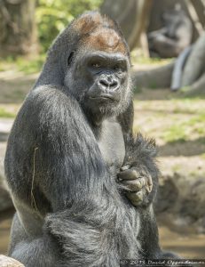 Western Lowland Gorilla at The Bronx Zoo