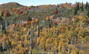 Graveyard Ridge and Dark Prong on the Blue Ridge Parkway with Autumn Colors