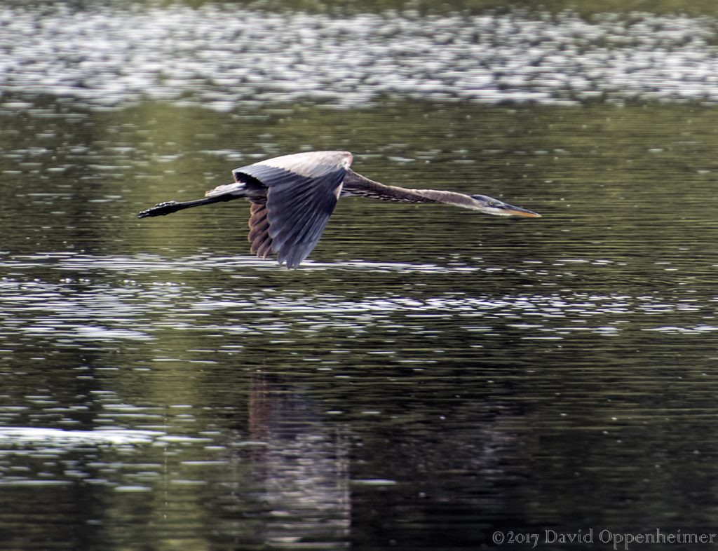 Great Blue Heron Flying at Huntington Beach State Park