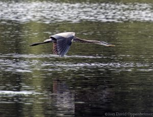 Great Blue Heron Flying at Huntington Beach State Park