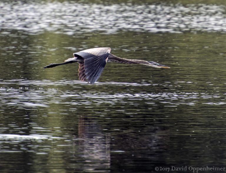 Great Blue Heron Flying at Huntington Beach State Park