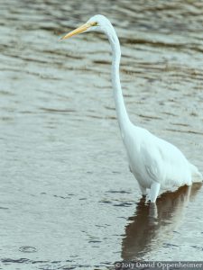 Great Egret at Huntington Beach State Park