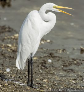 Great Egret at Huntington Beach State Park