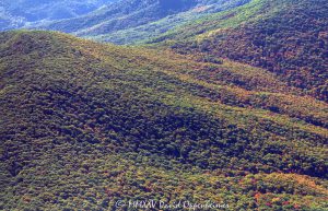 Great Smoky Mountains National Park autumn colors aerial view 7972