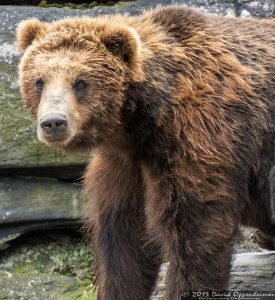 Grizzly Bear at The Bronx Zoo