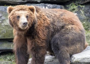 Grizzly Bear at The Bronx Zoo