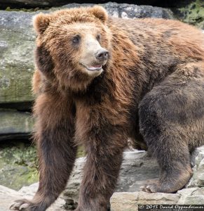 Grizzly Bear at The Bronx Zoo