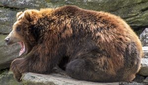 Grizzly Bear at The Bronx Zoo