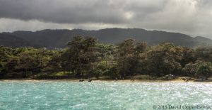 Horseback Riding in the Ocean in Ocho Rios, Jamaica