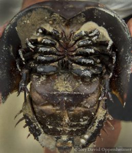 Horseshoe Crab Belly