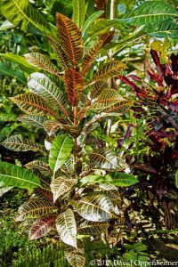 Jamaica Garden Croton