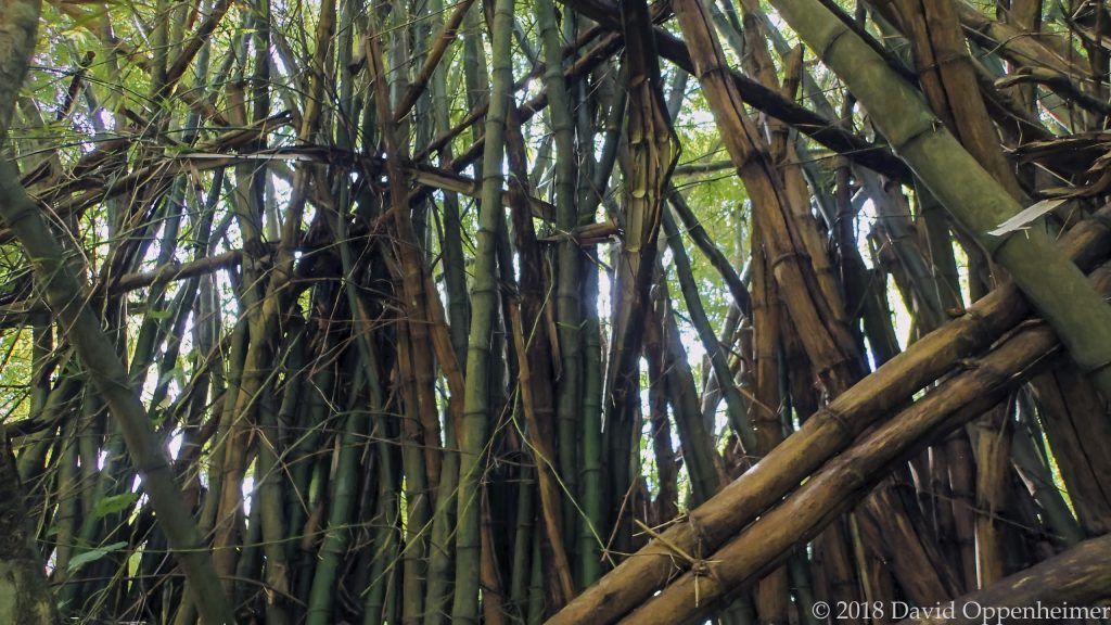 Bamboo in Jamaica