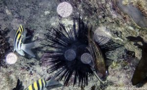 Black Sea Urchin seen Snorkeling in Ocho Rios, Jamaica