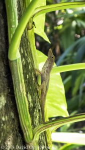 Lizard in Tree at Jewel Dunn's River Beach Resort & Spa in Jamaica