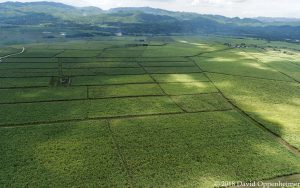 Sugar Cane Cultivation in Jamaica Aerial Photo
