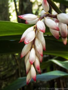 Jamaica Flora