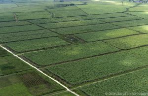 Sugar Cane Cultivation in Jamaica Aerial Photo