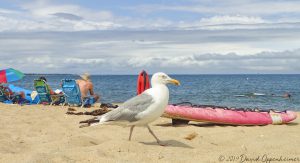 Seagull on Joseph Sylvia State Beach on Martha's Vineyard