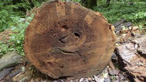 Smiley Face in Log in Joyce Kilmer Memorial Forest