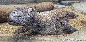 Komodo Dragon at Shark Reef Aquarium at Mandalay Bay in Las Vegas, Nevada