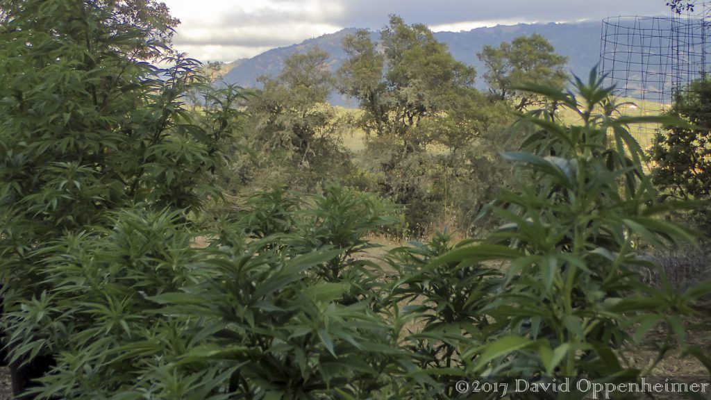 Marijuana Farming in Ukiah in Mendocino County