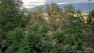 Marijuana Farming in Ukiah in Mendocino County