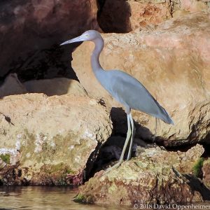 Little Blue Heron in Ocho Rios, Jamaica