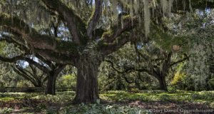 Southern Live Oaks with Spanish Moss in Lowcountry of South Carolina