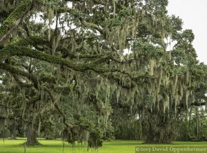 Live Oaks with Spanish Moss at Tom Yawkey Wildlife Center