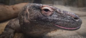 Komodo Dragon at the Mandalay Bay Resort and Casino Shark Reef Aquarium in Las Vegas, Nevada