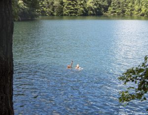 Lake Santeetlah Swimming