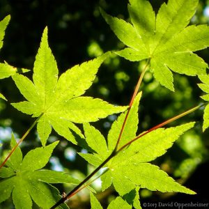 Leaves in the Forest in Mendocino County