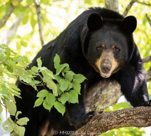 Mom Bear in Dogwood Tree