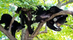 Mom Bear with Cub in Dogwood Tree