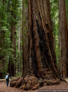 Montgomery Woods State Natural Reserve