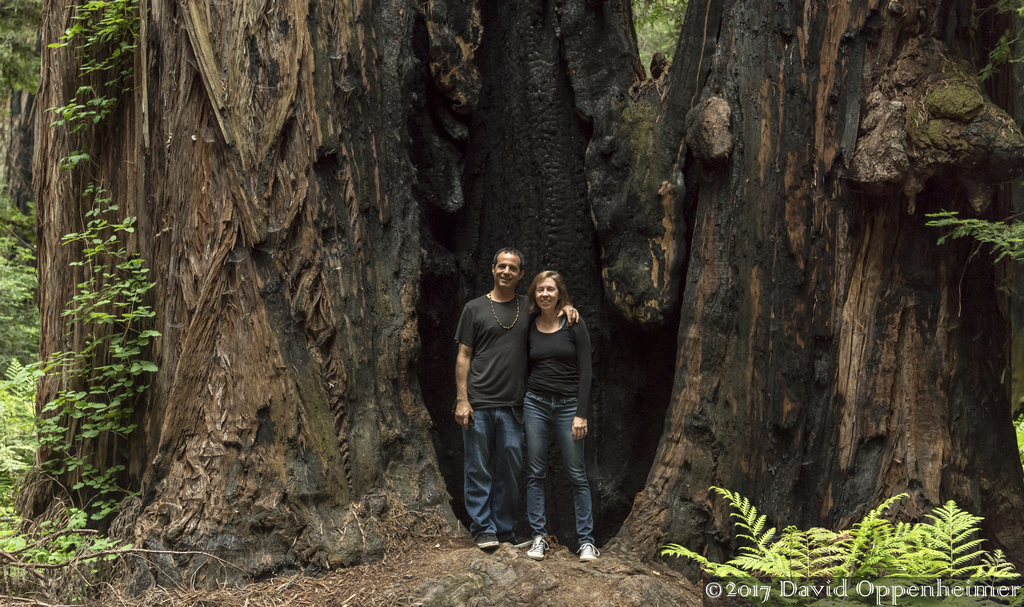 Montgomery Woods State Natural Reserve
