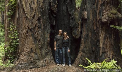 Montgomery Woods State Natural Reserve
