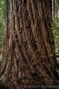 Montgomery Woods State Natural Reserve